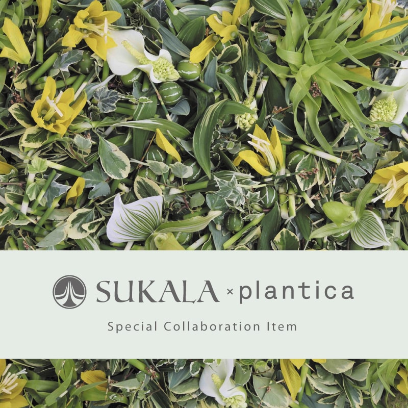 SUKALA × plantica - SUKALA（スカーラ）